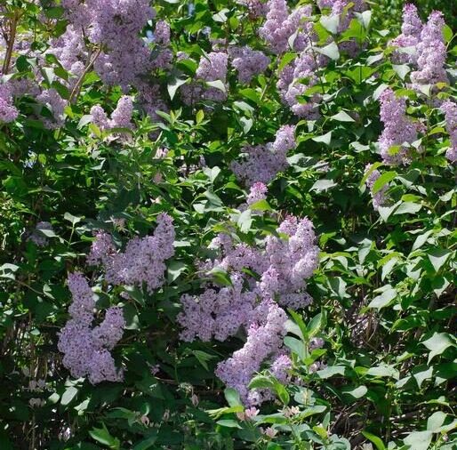 Lilac (Syringa vulgaris)