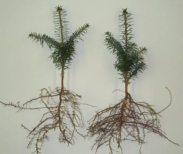 Two balsam seedlings on a white background. The brown root system has a wider width and is twice as large as the green branches.