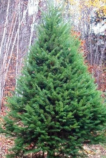 Douglas Fir (Pseudotsuga menziesii)