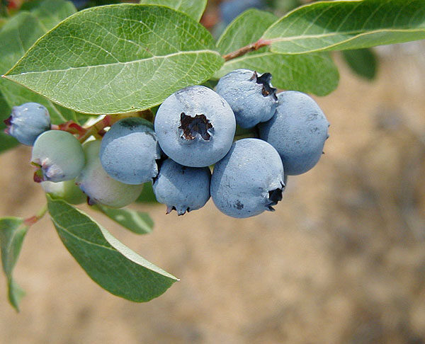 Blueberry - 'Bluecrop'