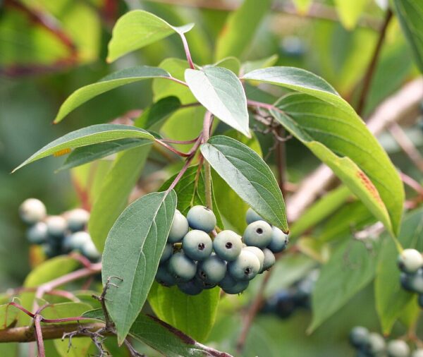 Silky Dogwood (Cornus amomum )