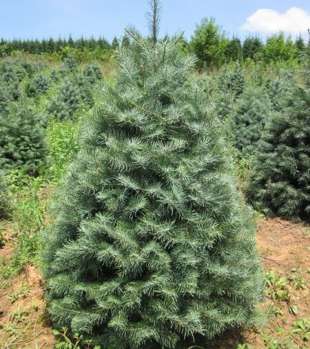 Concolor Fir (Abies concolor)