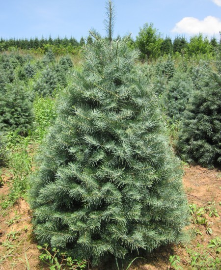 Concolor Fir (Abies concolor)