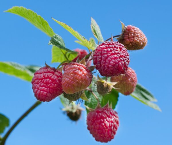 Raspberry - 'Heritage'