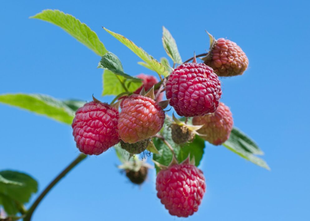 Riverport Raspberry Raspberry - 'Heritage' - The Worcester County Conservation District ...