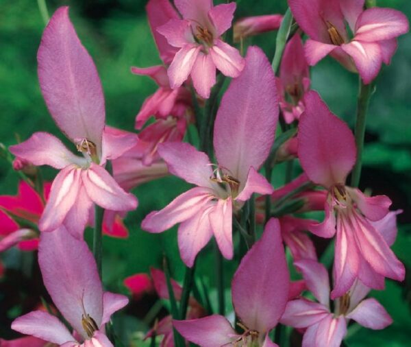 Purple-red Jacob Ladder flowers. The petals are pointed and varying sizes on one plant.