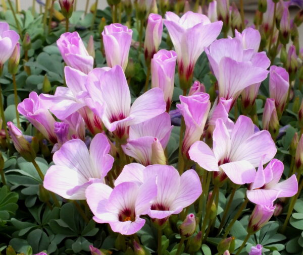 A cluster of streaked pink and white oxalis flowers with red centers bloom above their clover-like foliage.