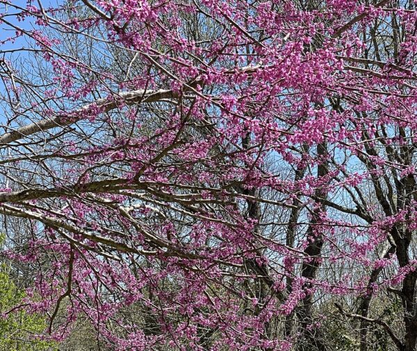 Eastern Redbud (Cercis canadensis)