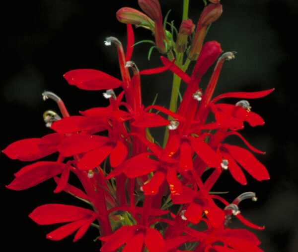 Cardinal flower - (Lobelia cardinalis)