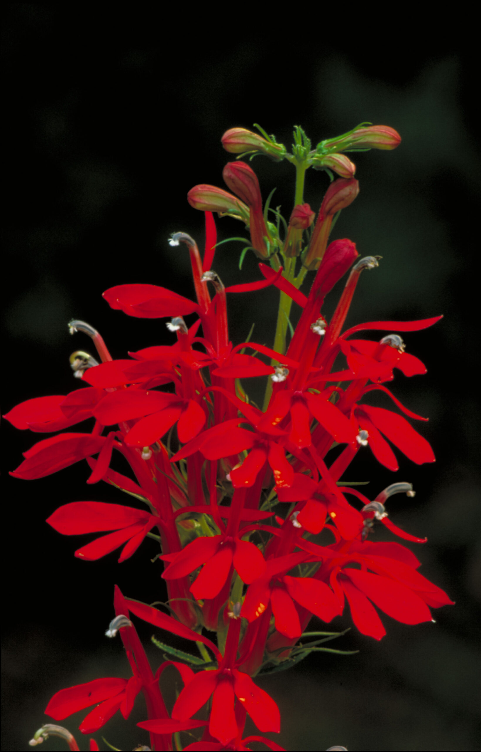 Cardinal flower - (Lobelia cardinalis)