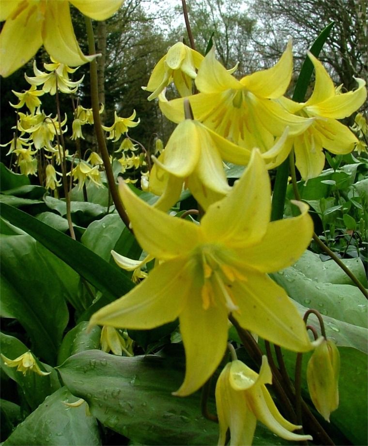 Erythronium - Pagoda (Erythronium californicum)