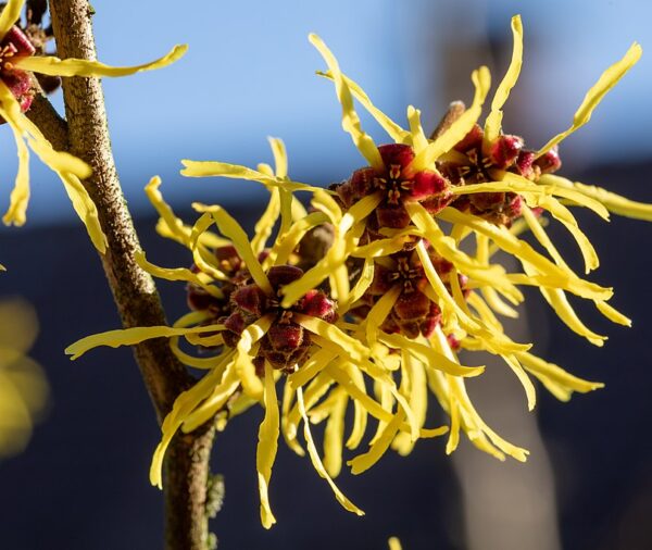 Witch-hazel (Hamamelis virginiana)