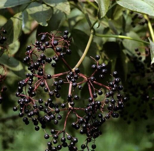 Umbel of purplish black elderberries on red stems. The berries hang off a branch with waxy leaves.