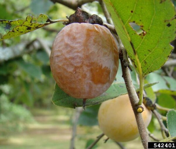 Persimmon (Diospyros virginiana)