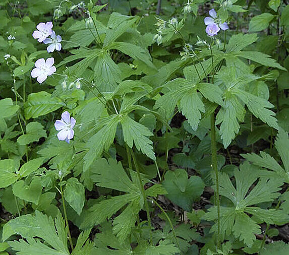 Wild Geranium  'Espresso'  (Geranium maculatum)