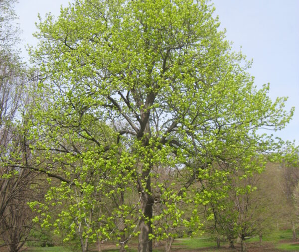 Basswood (Tilia americana)