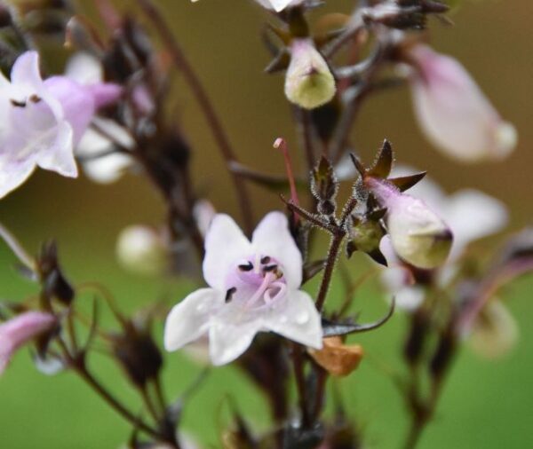Foxglove Beardtongue - 'Mystica' (Penstemon digitalis)