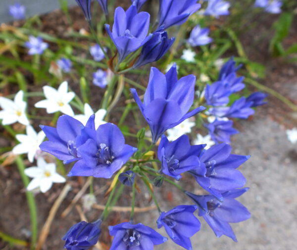 A dozen blue violet triteleia flowers with pointed petals. White flowers and thin green foliage and gray ground is out of focus in background.