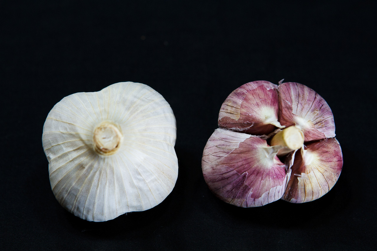 organic Seed garlic available