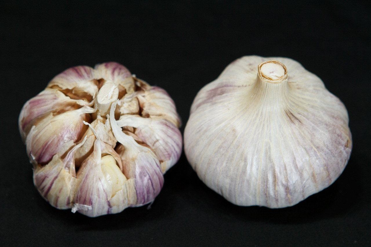 Seed Garlic and Fall Bulb Sale now accepting orders!