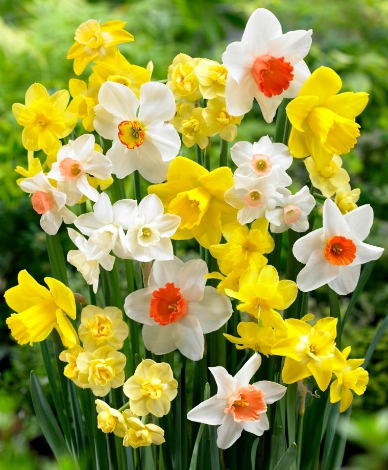 Narcissus - Fragrant Mix