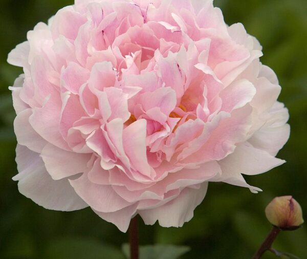 Pale pink peony in bloom.
