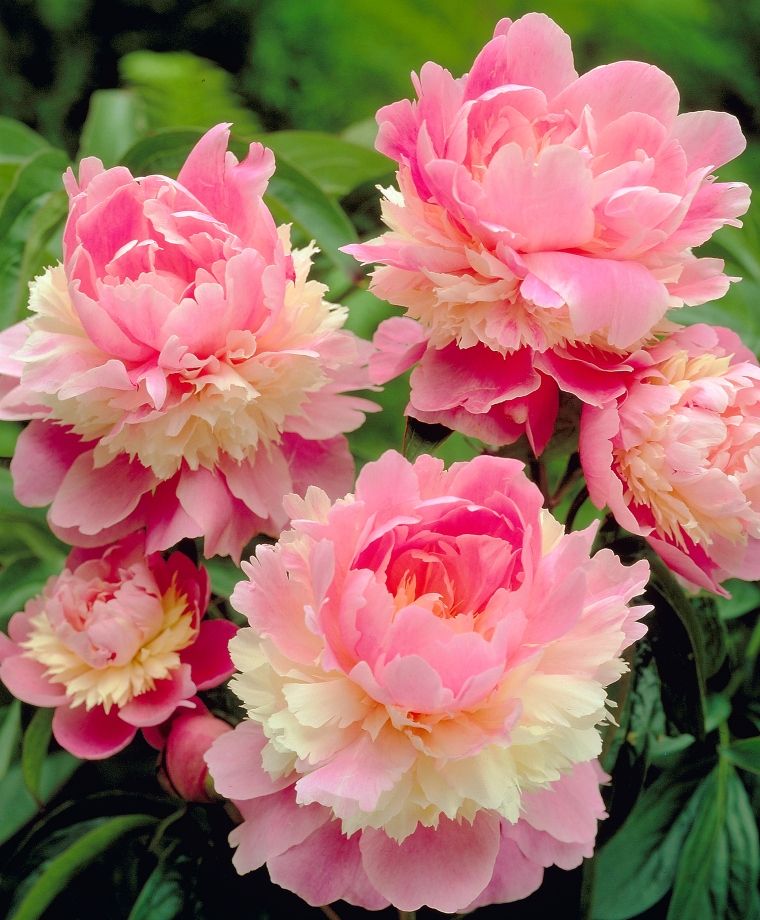 Peony - Sorbet