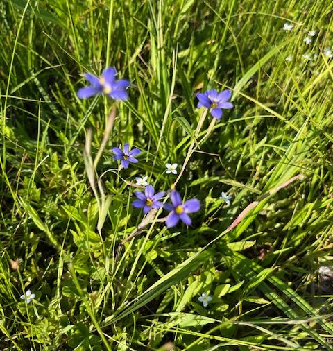 Blue-Eyed Grass 'Lucerne' and 'Ultra Violet' (Sisyrinchium angustifolium)