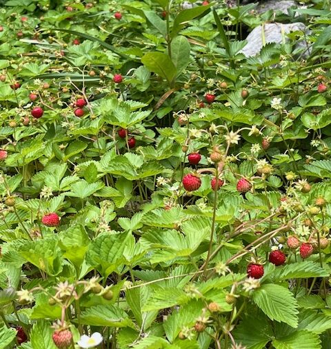 Woodland Strawberry - (Fragaria vesca)