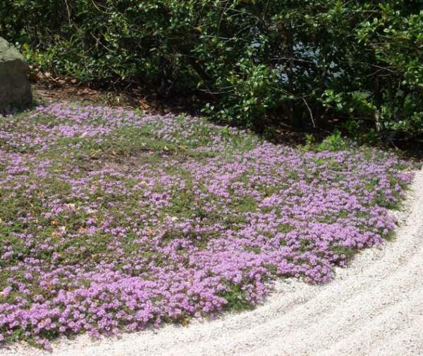 Creeping Thyme - (Thymus serpyllum)