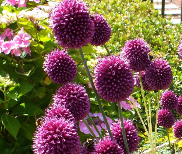 Cluster of crimson purple egg shaped allium flowers. Pale green foliage and light pink flowers are out of focus in the background.