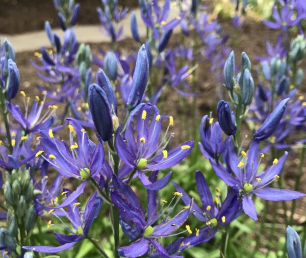 Four camassia flowers are open at the lower foreground of the photo. They have a small bright green center, slender purple petals and yellow pollen on its anthers. More camassia in various stages of opening are in the back ground which seems to be a walking trail or park.