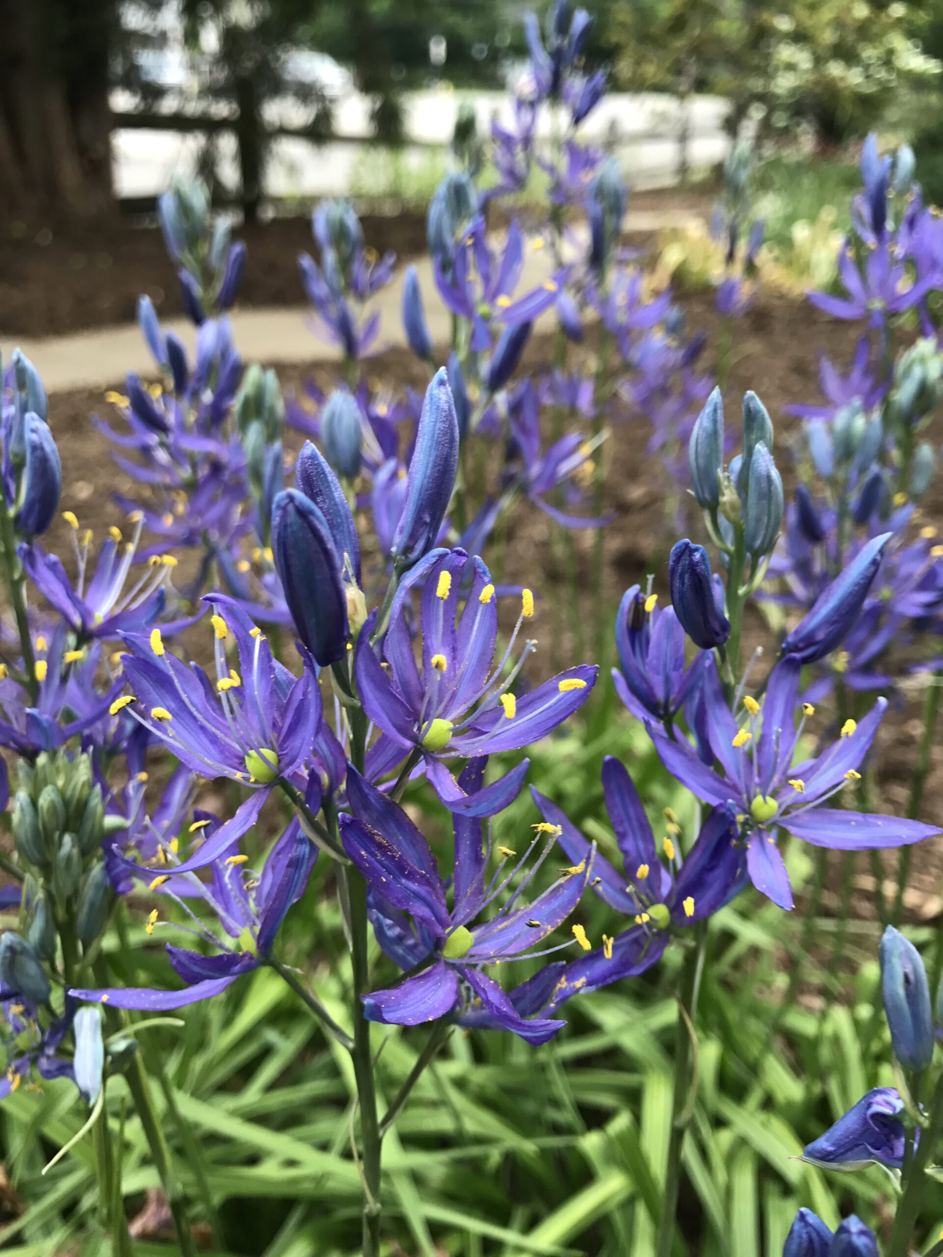 Four camassia flowers are open at the lower foreground of the photo. They have a small bright green center, slender purple petals and yellow pollen on its anthers. More camassia in various stages of opening are in the back ground which seems to be a walking trail or park.