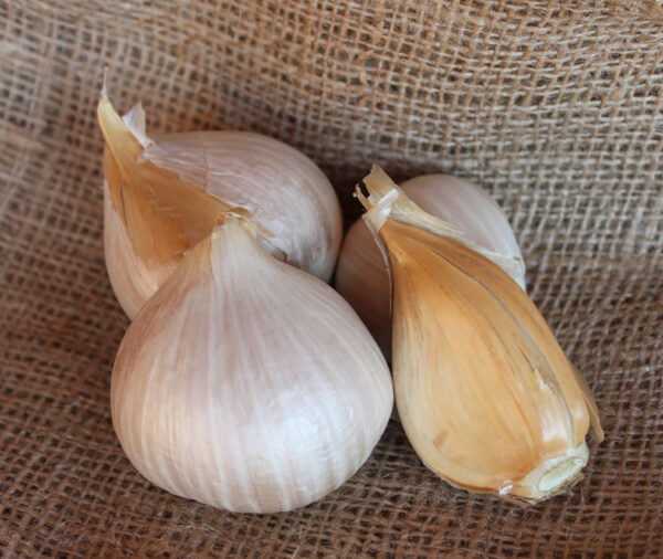Elephant Garlic - Organic