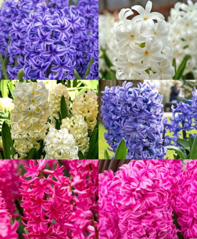 Hyacinth Forcing and Exhibition Collection