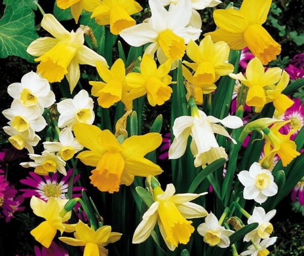 Cluster of yellow and white narcissus. They are in a garden bed surrounded by other plants including pink flowers and ivy-like leaves.