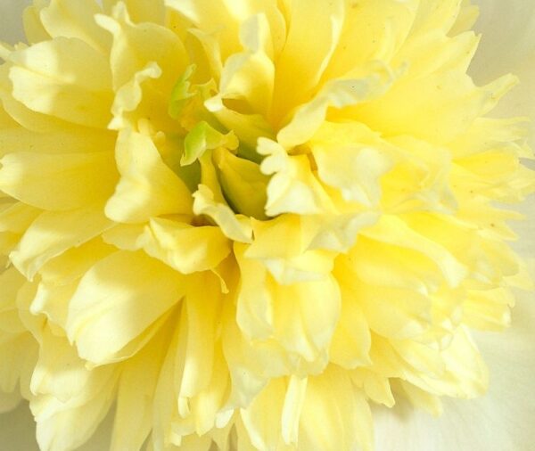 One lemon-meringue colored peony fills the frame.