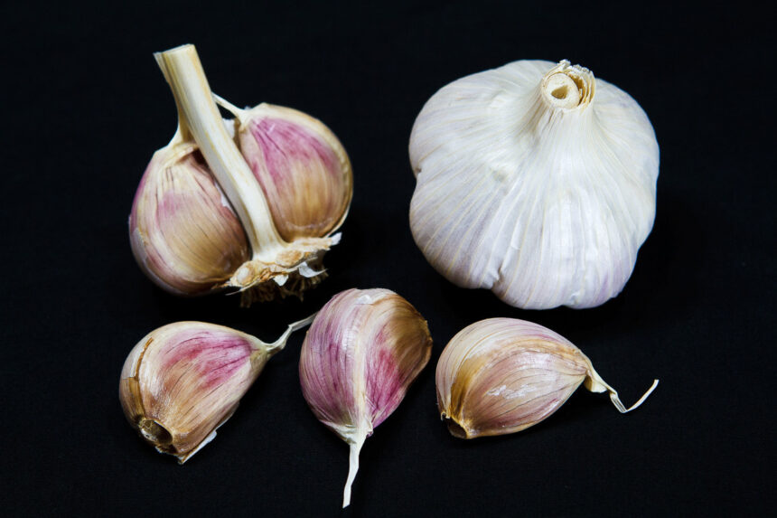 Pre-order your Organic Seed garlic!