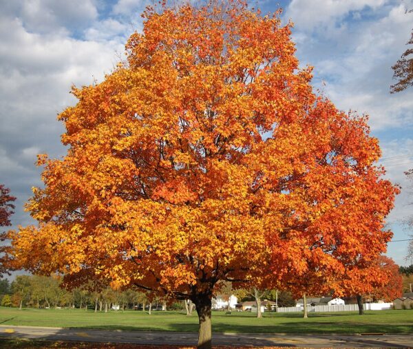 Sugar Maple (Acer saccharum)