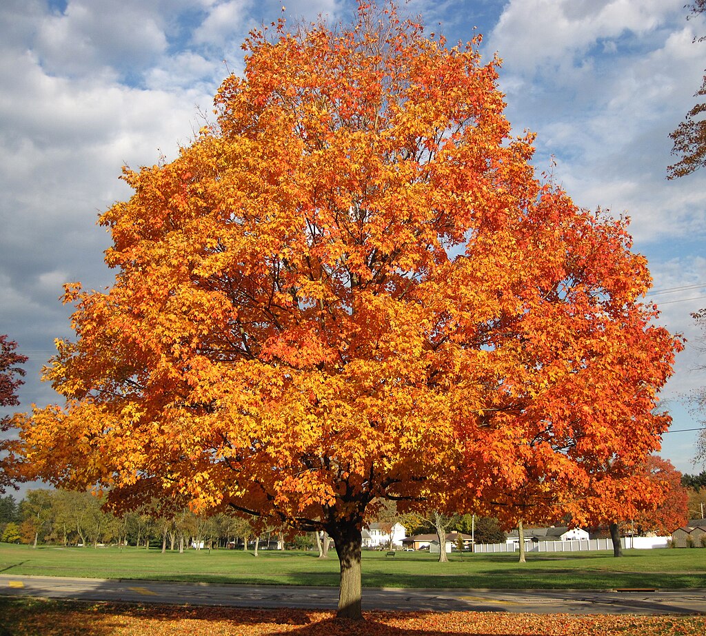 Sugar Maple (Acer saccharum)