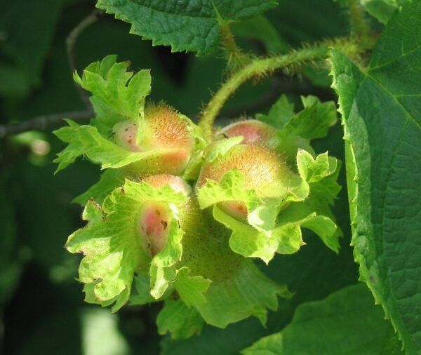 Three immature hazelnuts on a stem. The center of the nuts are orange-pink with frilly green exteriors.