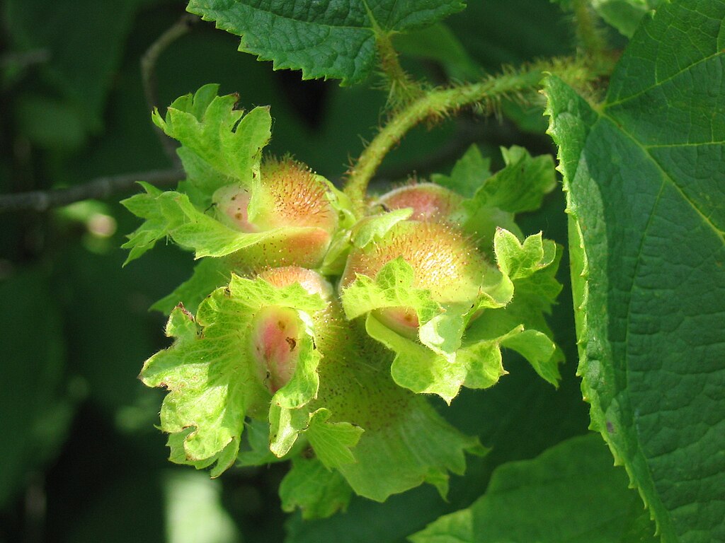 Three immature hazelnuts on a stem. The center of the nuts are orange-pink with frilly green exteriors.