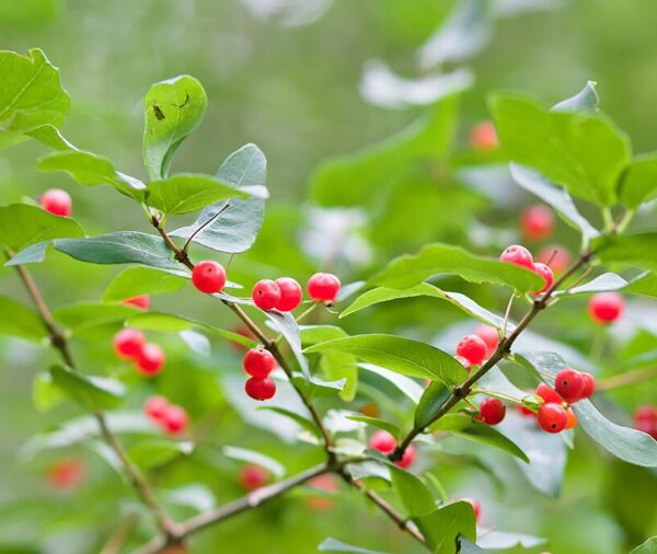 Shiny red winterberries along the stems of the bush. Cluster of oblong leaves at the ends of each stem.