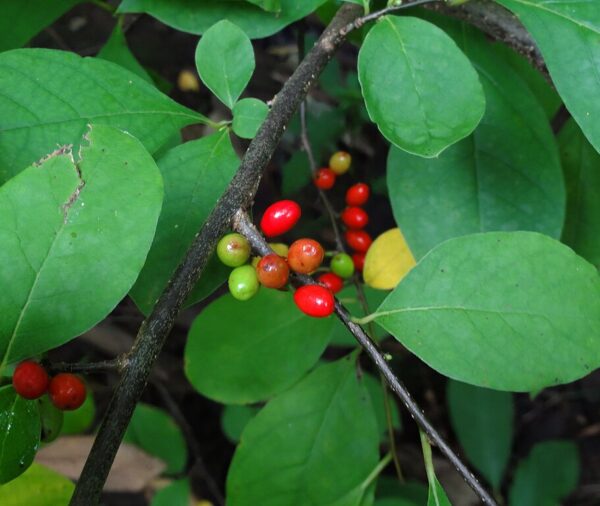 Close up of spicebush plant with oval leaves throughout the photo. Berries in various stages of ripeness from pale green to light orange to vibrant red.