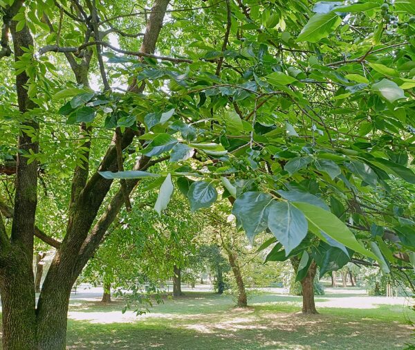 Black Gum (Nyssa sylvatica)
