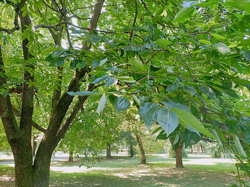 Black Gum (Nyssa sylvatica)