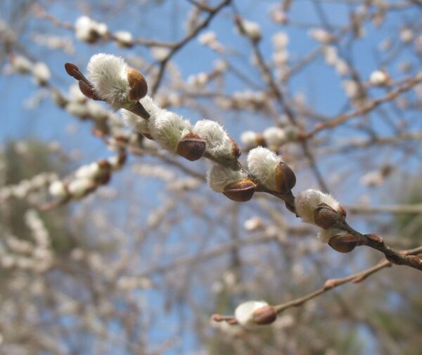 Pussy willow (Salix discolor)