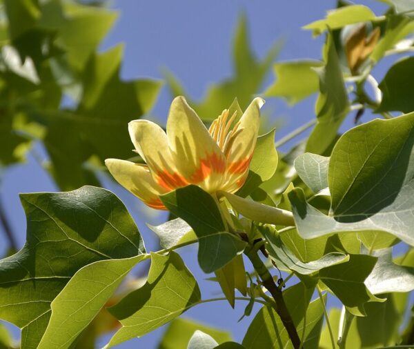 Tulip Tree (Liriodendron tulipifera)