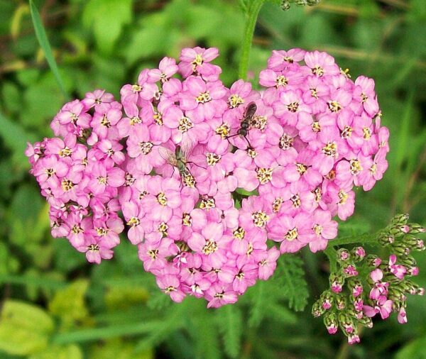 Yarrow Mix - (Achillea millefolium)