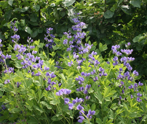 Blue False Indigo - (Baptisia australis)